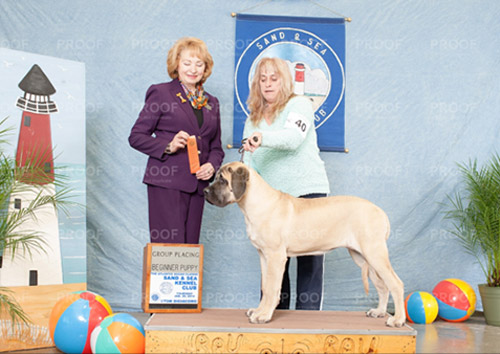 Gem Of Jersey Mastiffs New England Mastiff Breeder Puppy Ziva