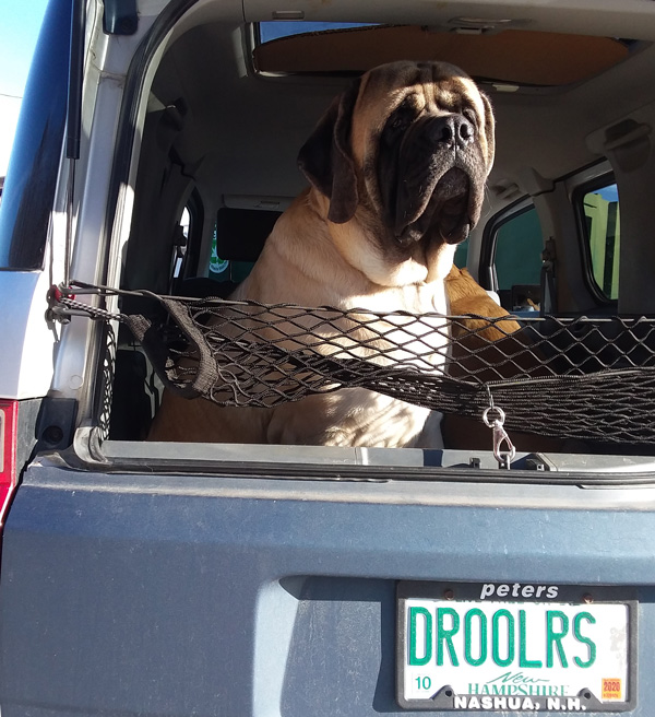 Gem Of Jersey Mastiffs of New England presents Fredrica of Franconia