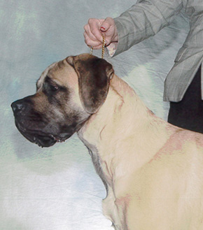 Gem Of Jersey's Frederica of Franconia