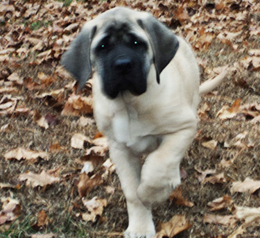 Gem of Jersey Mastiff Puppy