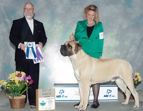 Hedge Fund Henry goes Best of Winners Connecticut River Working Dog Show