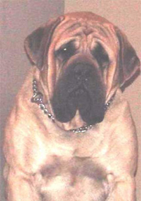 Gem of Jersey Mastiffs