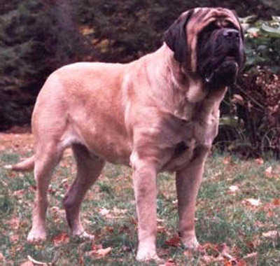 Gem of Jersey Mastiffs located in Mont Vernon New Hampshire