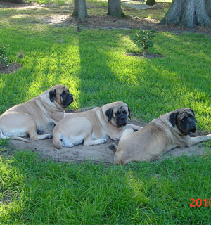 Mastiffs of New Hampshire